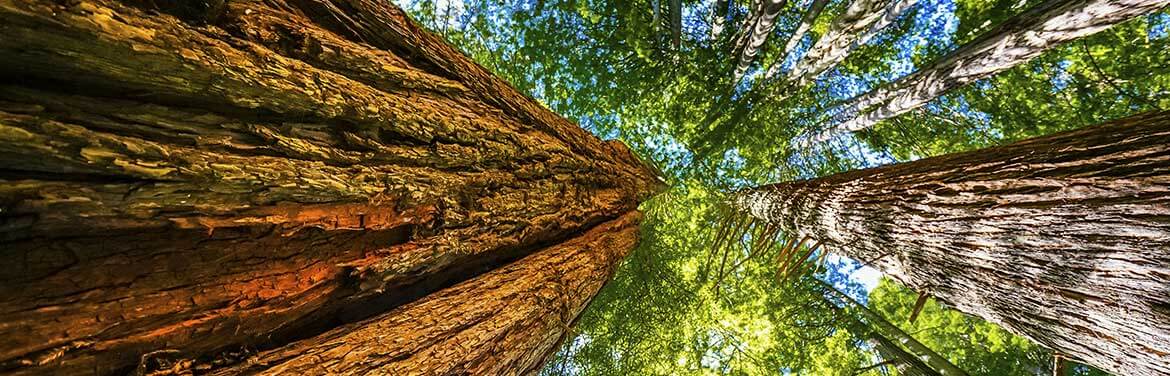redwood trees